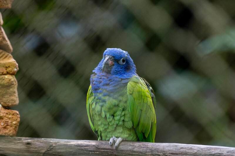 10 Types of Birds That Make Perfect Pets, and 15 You Should Leave in the Wild