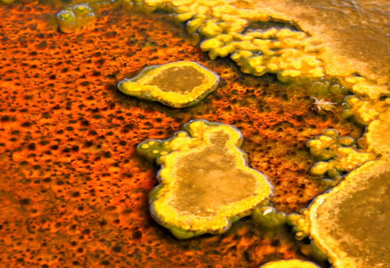 Scientists Are Stunned: Complex Life on Earth May Be Far More Ancient Than Believed