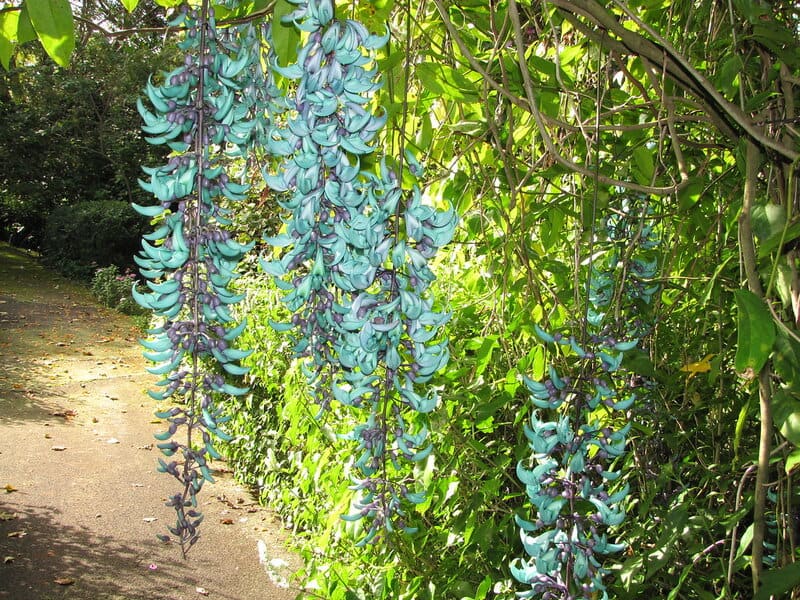 25 of The Rarest Flowers That Only Bloom Once Every Few Years