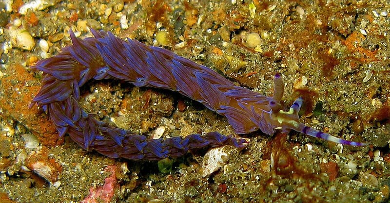 38 Bizarre Deep-Sea Creatures Scientists Discovered in the Last Decade