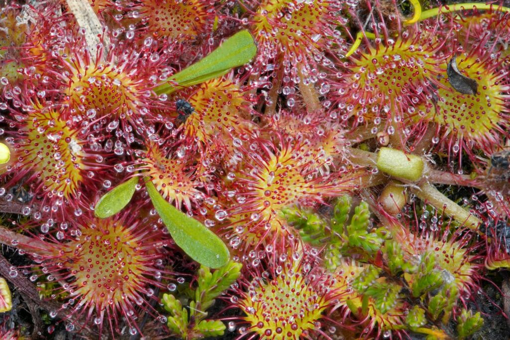 5 Surprising Ways Plants Taste Their World (Plus 22 Species That Do It Best)