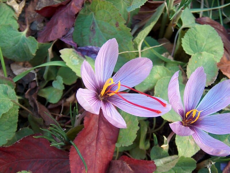 25 of The Rarest Flowers That Only Bloom Once Every Few Years