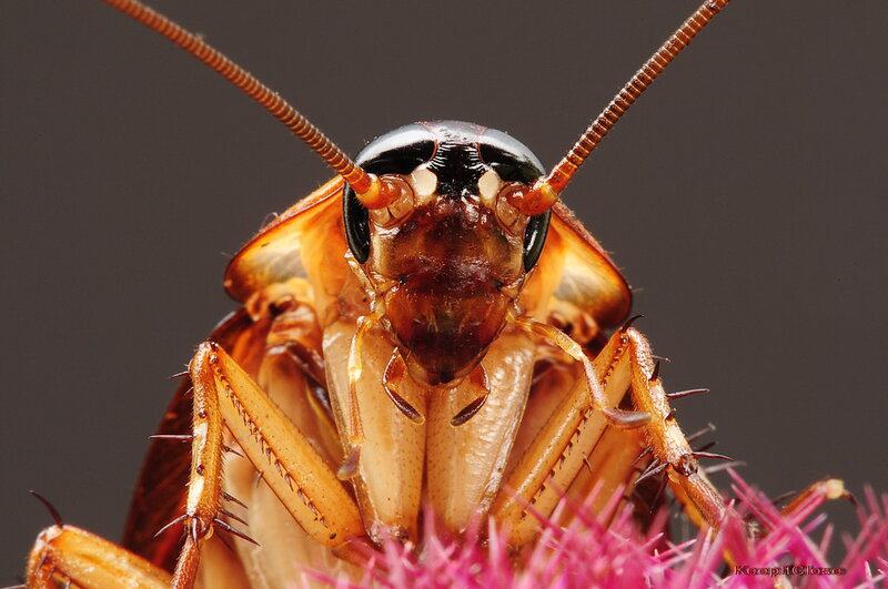 The Amazing World of Insects: 33 Shocking Truths About the World&#8217;s Most Abundant Animals