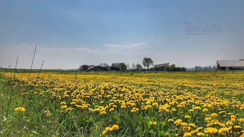 25 Plants That Can Survive a Zombie Apocalypse