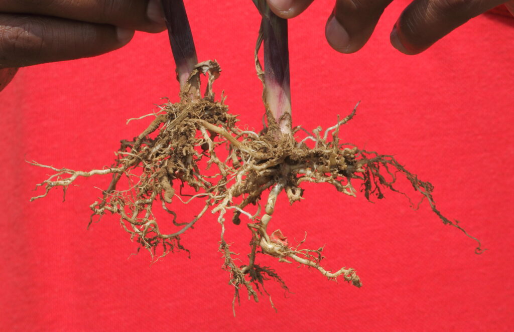 5 Surprising Ways Plants Taste Their World (Plus 22 Species That Do It Best)