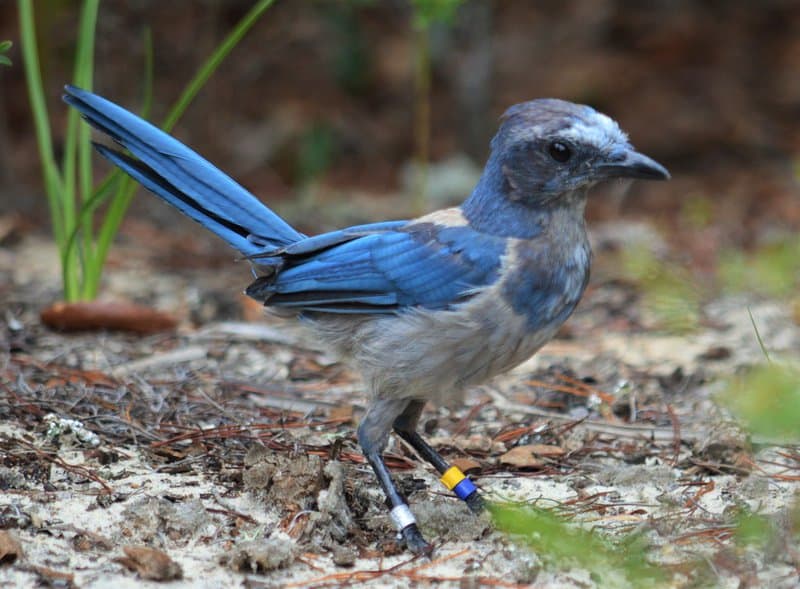 24 Animals With Memory Abilities That Rival the Best Minds