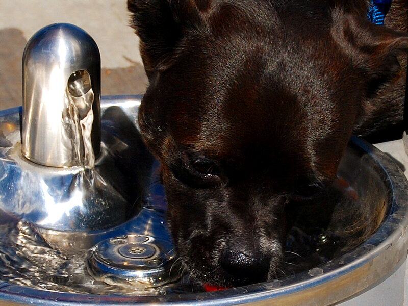 The Ultimate Guide to Pet Safety: Must-Have Gadgets for Modern Dog Owners