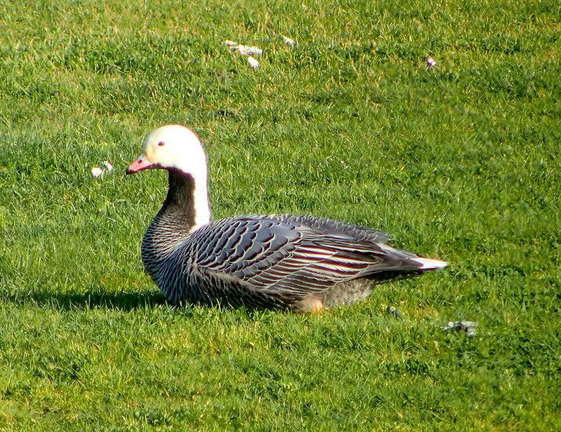32 Animals That Are Surprisingly Good Parents