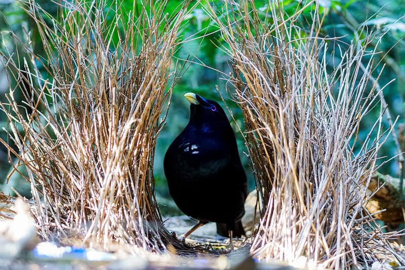 Wings of Wonder: Engineering Marvels in the Bird Kingdom