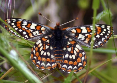 32 Animals That Have Completely Adapted to Climate Change (While Others Go Extinct)