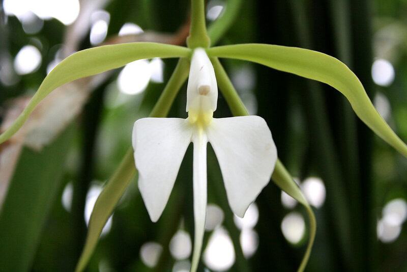 25 of The Rarest Flowers That Only Bloom Once Every Few Years