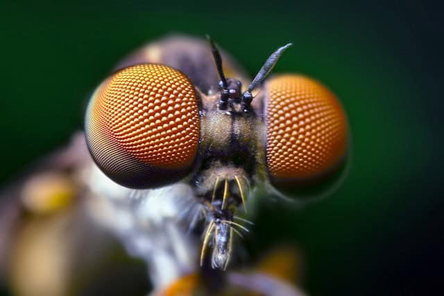 The Amazing World of Insects: 33 Shocking Truths About the World&#8217;s Most Abundant Animals