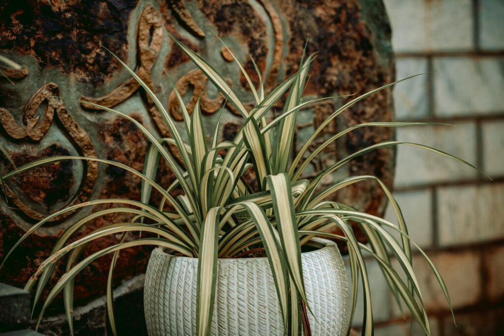 24 Houseplants That Actually Clean Your Air (Most Don&#8217;t Do Anything)