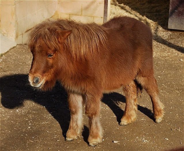 23 Most Stunning Horse Breeds That Will Leave You Breathless — A Visual Journey Through Nature&#8217;s Finest Designs