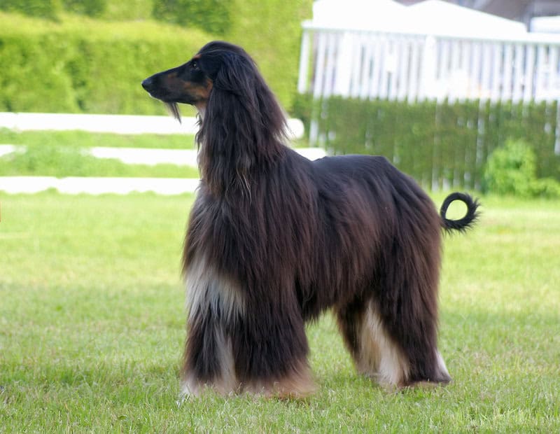 20 Low-Maintenance Dog Breeds Perfect for Busy Owners and 5 That Require Extra Care