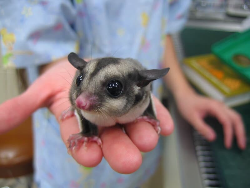 These Wild Animals Look Adorable Until They Turn on Their Owners (And It Always Happens)