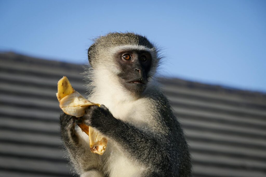 24 Animals That Are Better at Teamwork Than Most Humans