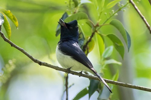 30 Animals That Create Art for Pure Aesthetic Pleasure