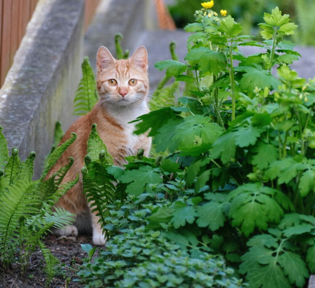 20 Plants Toxic to Pets: A Guide for Safe Home Gardening
