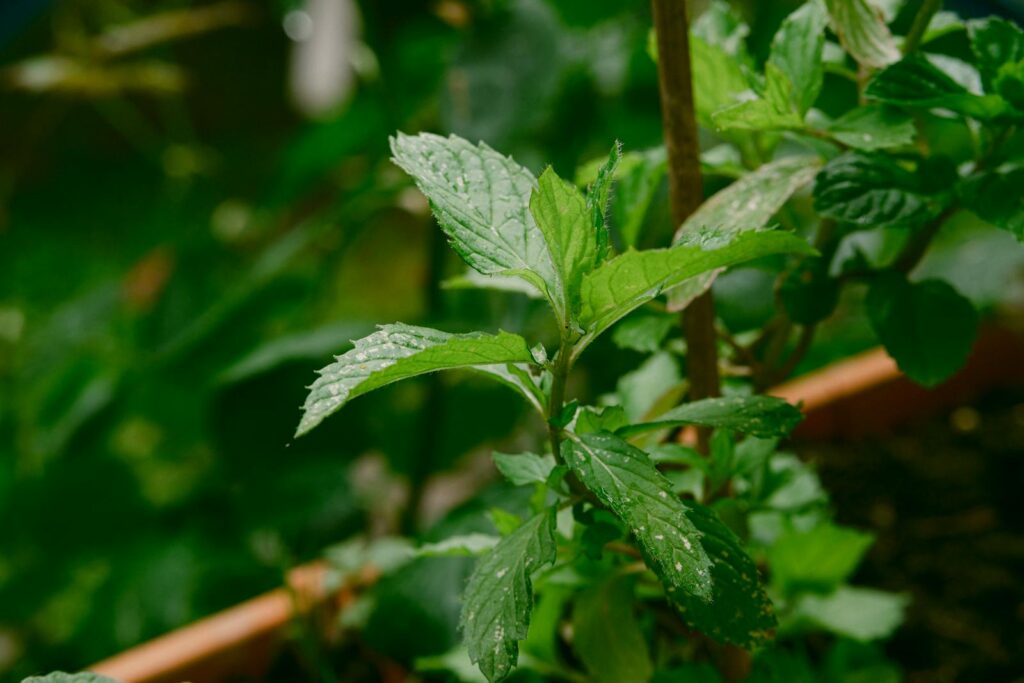 5 Surprising Ways Plants Taste Their World (Plus 22 Species That Do It Best)