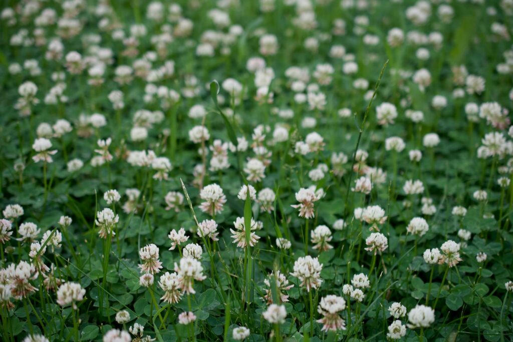 26 Plants That See Colors Humans Can&#8217;t Even Imagine