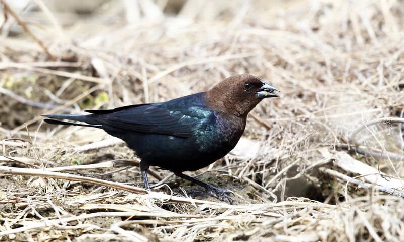 29 Species That Are Thriving Because of Human Activity (Not All News Is Bad)