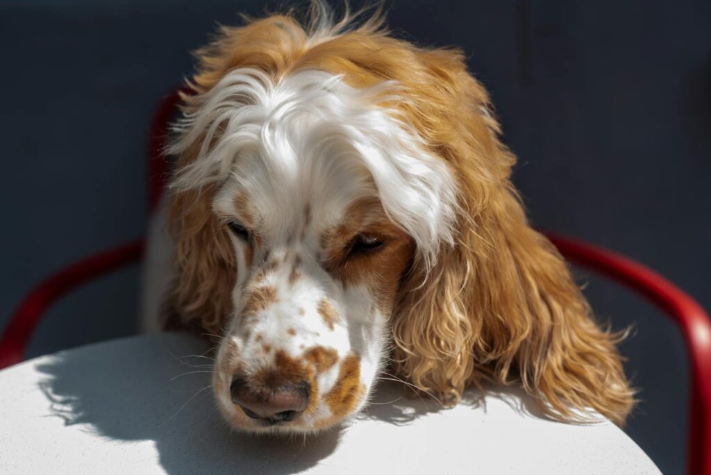 Your pet&#8217;s weird behavior might be a cry for help—23 animal warning signs every owner misses