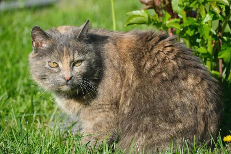 Your pet&#8217;s weird behavior might be a cry for help—23 animal warning signs every owner misses