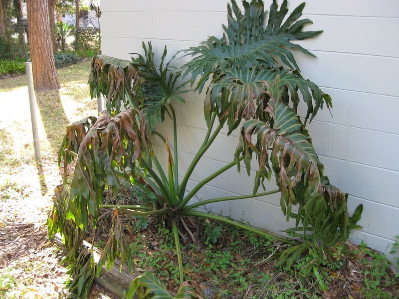 Popular Houseplants That Are Surprisingly Toxic to Pets and Children