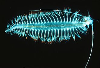 27 Creatures That Glow in the Dark (And Why They Do It)