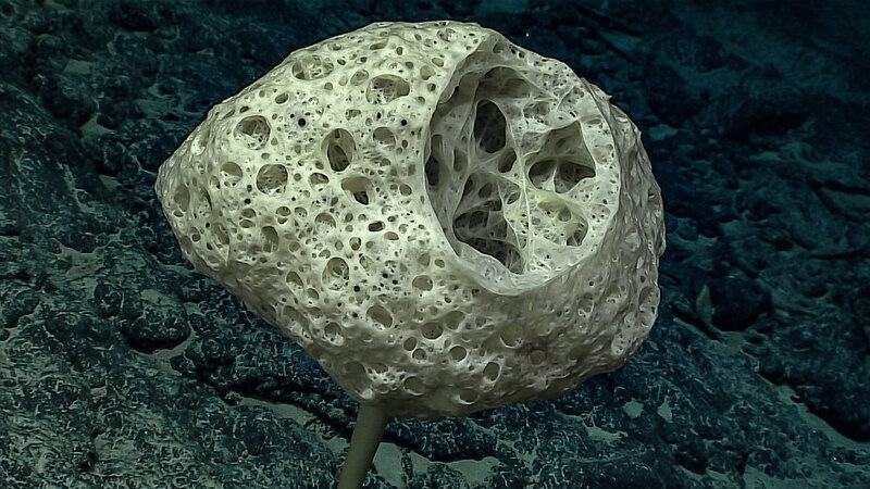 38 Bizarre Deep-Sea Creatures Scientists Discovered in the Last Decade