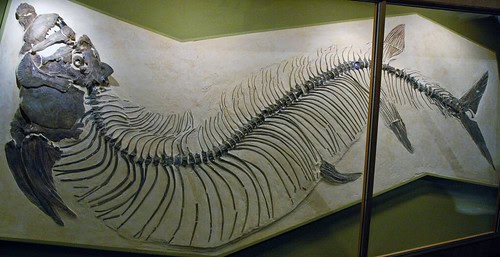 This 500-Million-Year-Old Sea Monster Was Discovered Perfectly Intact—And It&#8217;s Changing Everything We Know