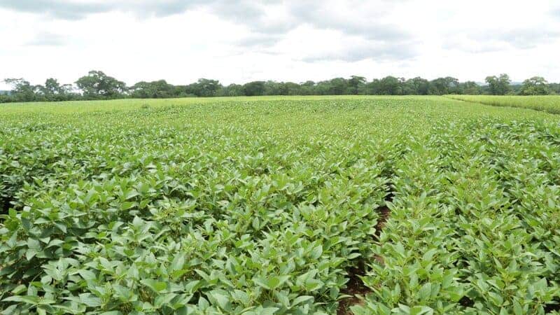 15 Ways Scientists Are Tackling the Climate Crisis Right Now