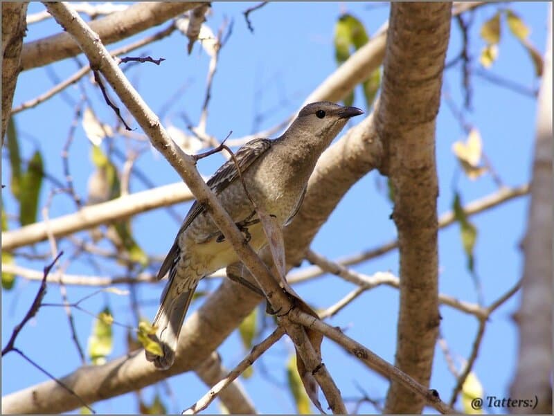 30 Animals That Create Art for Pure Aesthetic Pleasure