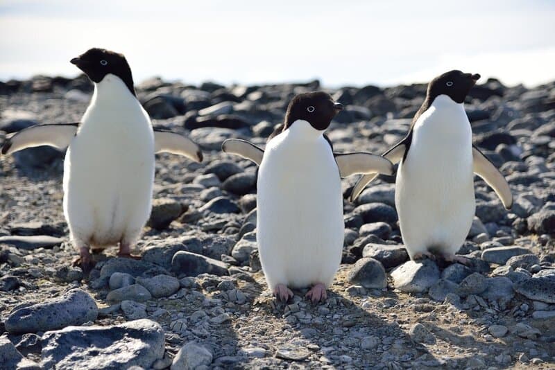 32 Animals That Have Completely Adapted to Climate Change (While Others Go Extinct)