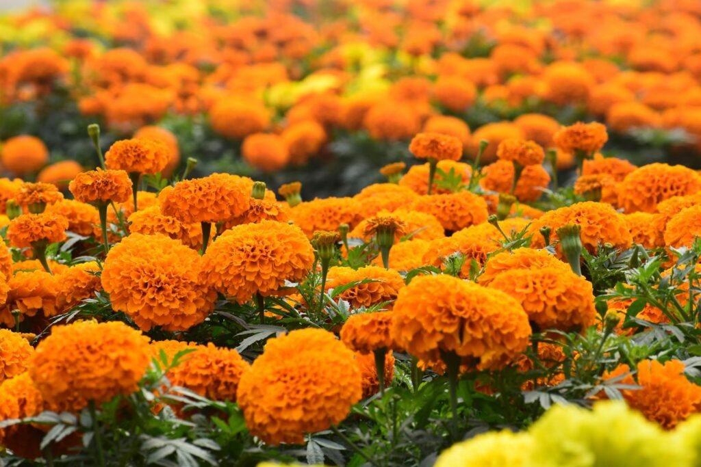 26 Plants That See Colors Humans Can&#8217;t Even Imagine