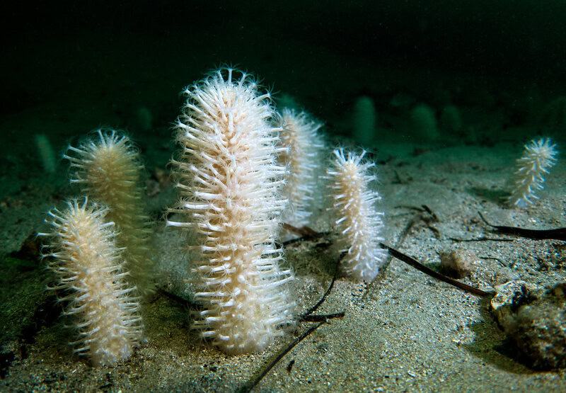 27 Creatures That Glow in the Dark (And Why They Do It)