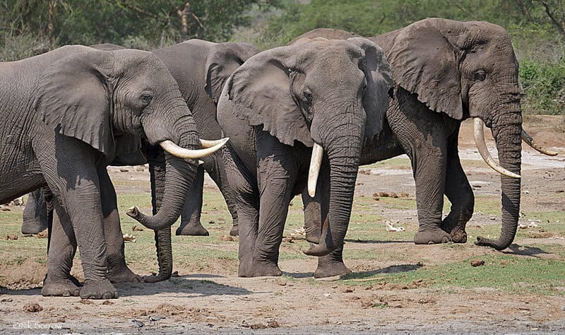The Elephant Graveyards Are Real—And Scientists Finally Know Why They Exist