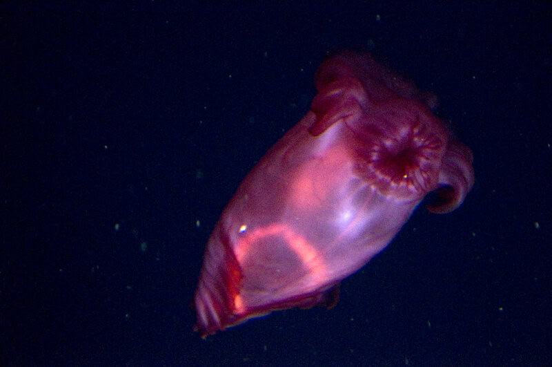 38 Bizarre Deep-Sea Creatures Scientists Discovered in the Last Decade