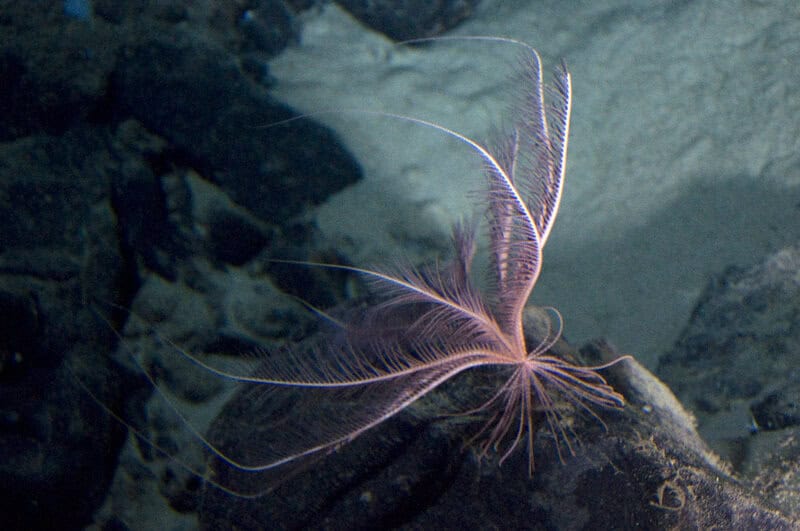 38 Bizarre Deep-Sea Creatures Scientists Discovered in the Last Decade