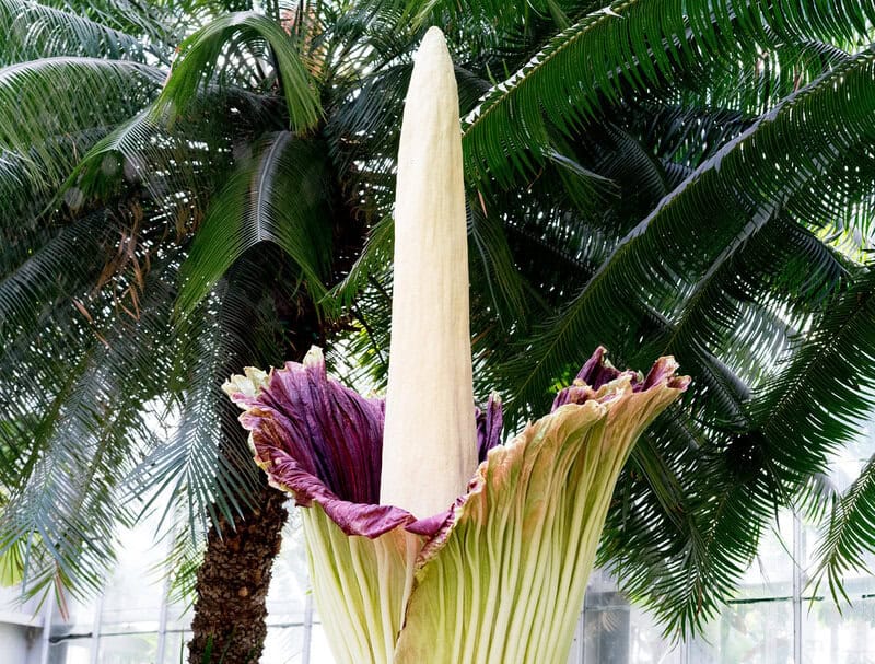 23 Master Manipulator Plants That Make Animals Work For Them