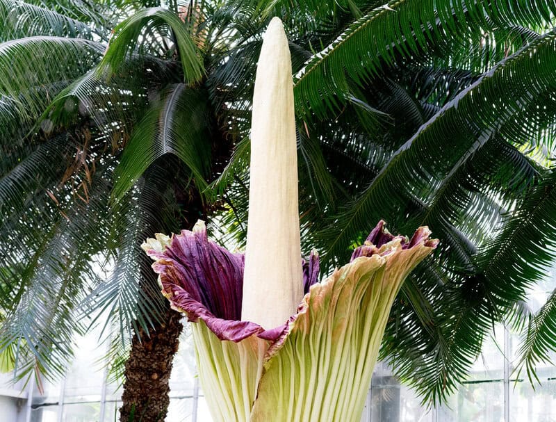 25 of The Rarest Flowers That Only Bloom Once Every Few Years