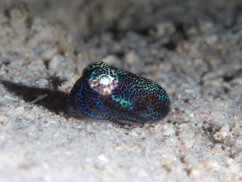 38 Bizarre Deep-Sea Creatures Scientists Discovered in the Last Decade