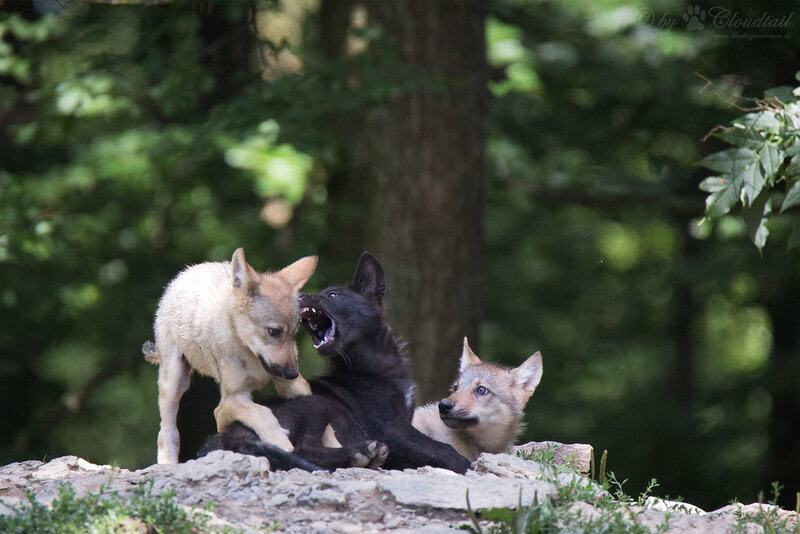 What Happens When You Remove the Alpha: 24 Shocking Pack Dynamics Scientists Discovered