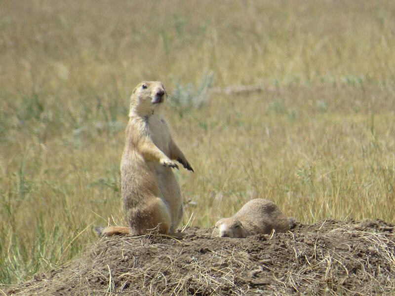 11 Wild Animals With Surprisingly Human-Like Communication Skills