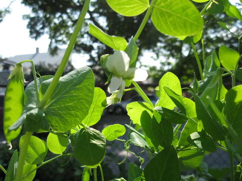 5 Surprising Ways Plants Taste Their World (Plus 22 Species That Do It Best)