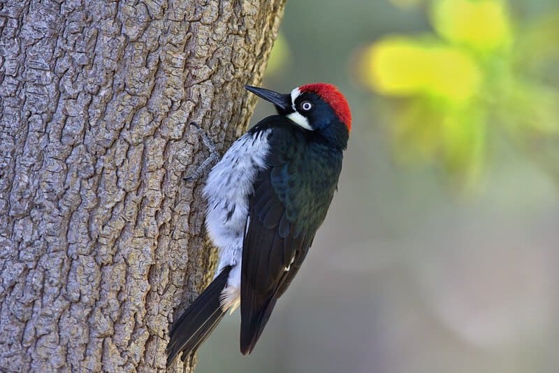 32 Animals That Have Completely Adapted to Climate Change (While Others Go Extinct)