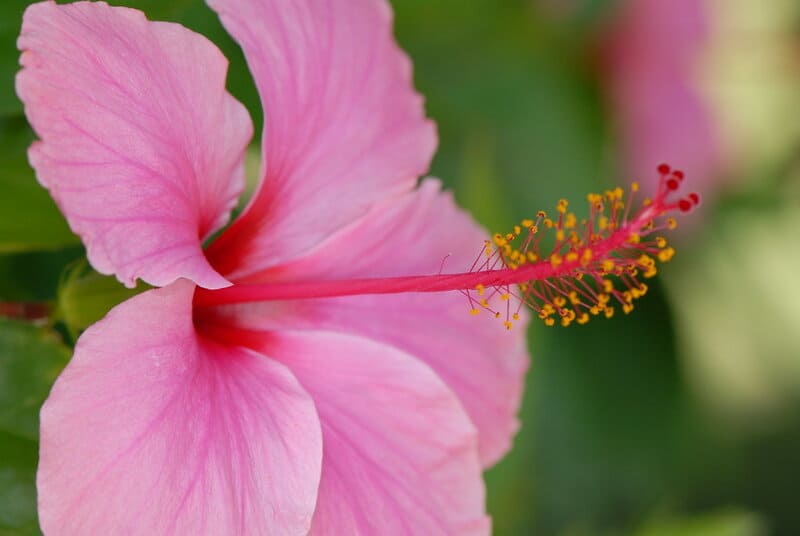 26 Plants That See Colors Humans Can&#8217;t Even Imagine