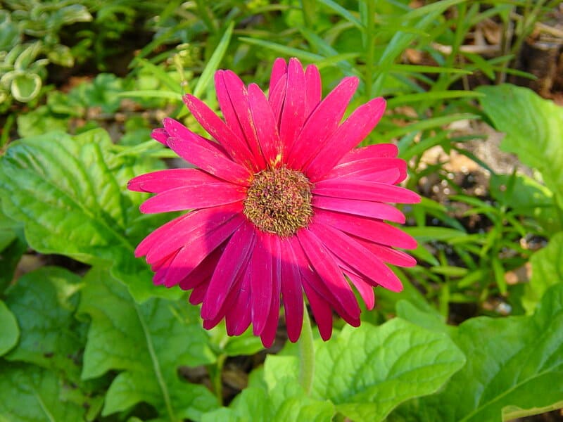 24 Houseplants That Actually Clean Your Air (Most Don&#8217;t Do Anything)