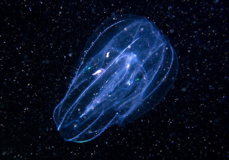 Why Some Animals Age Backwards and Get Younger Every Year